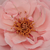Różowy  - Róże rabatowe floribunda - Geisha®
